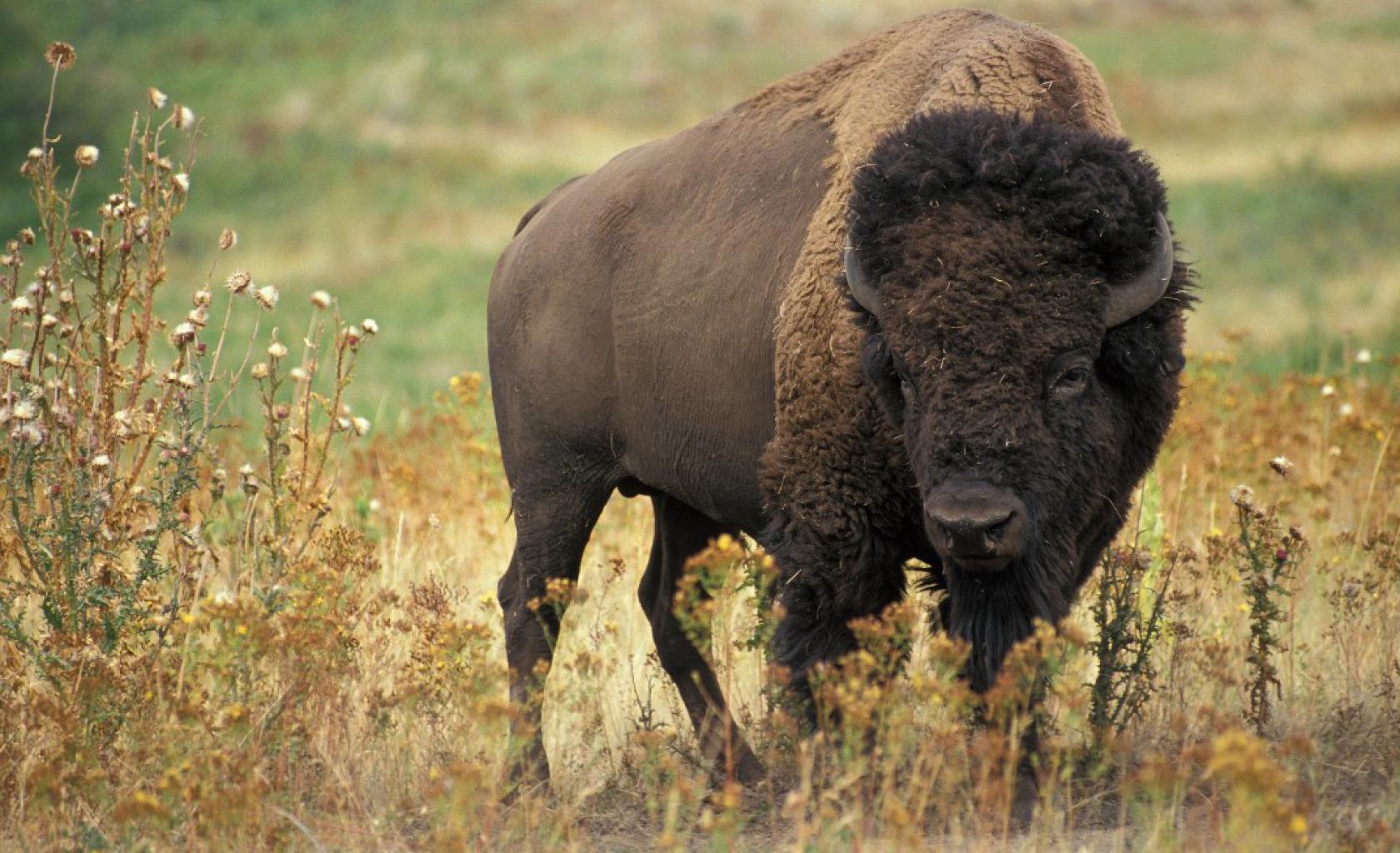 Bizon in Badlands National Park